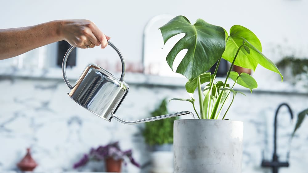 Close-up of person watering a monstera in a concrete pot with a metal watering can